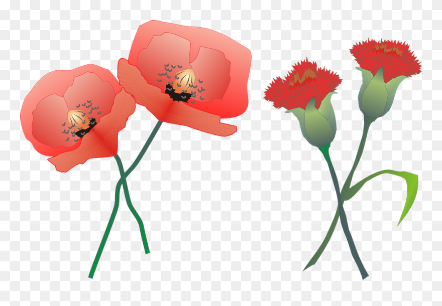 Carnation Clipart Yucca Flower - Claveles .png Transparent Png