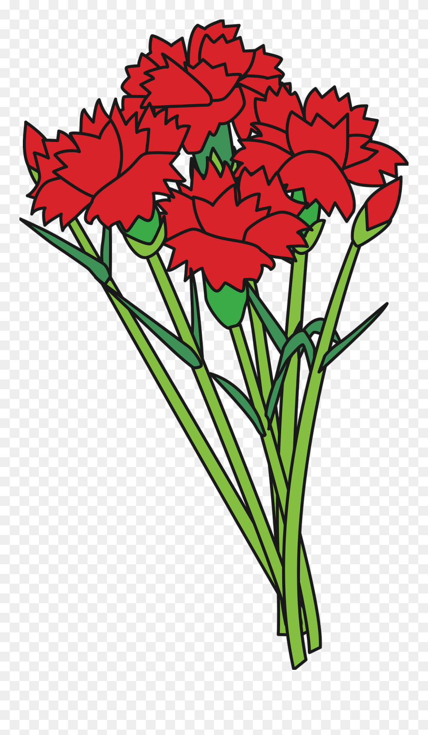 Dianthus Clipart
