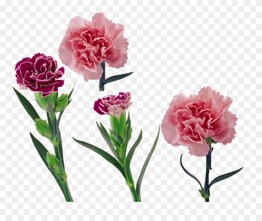 Carnation Vector Flower Huge Freebie Download For Powerpoint - Free Vector Carnation Png Clipart