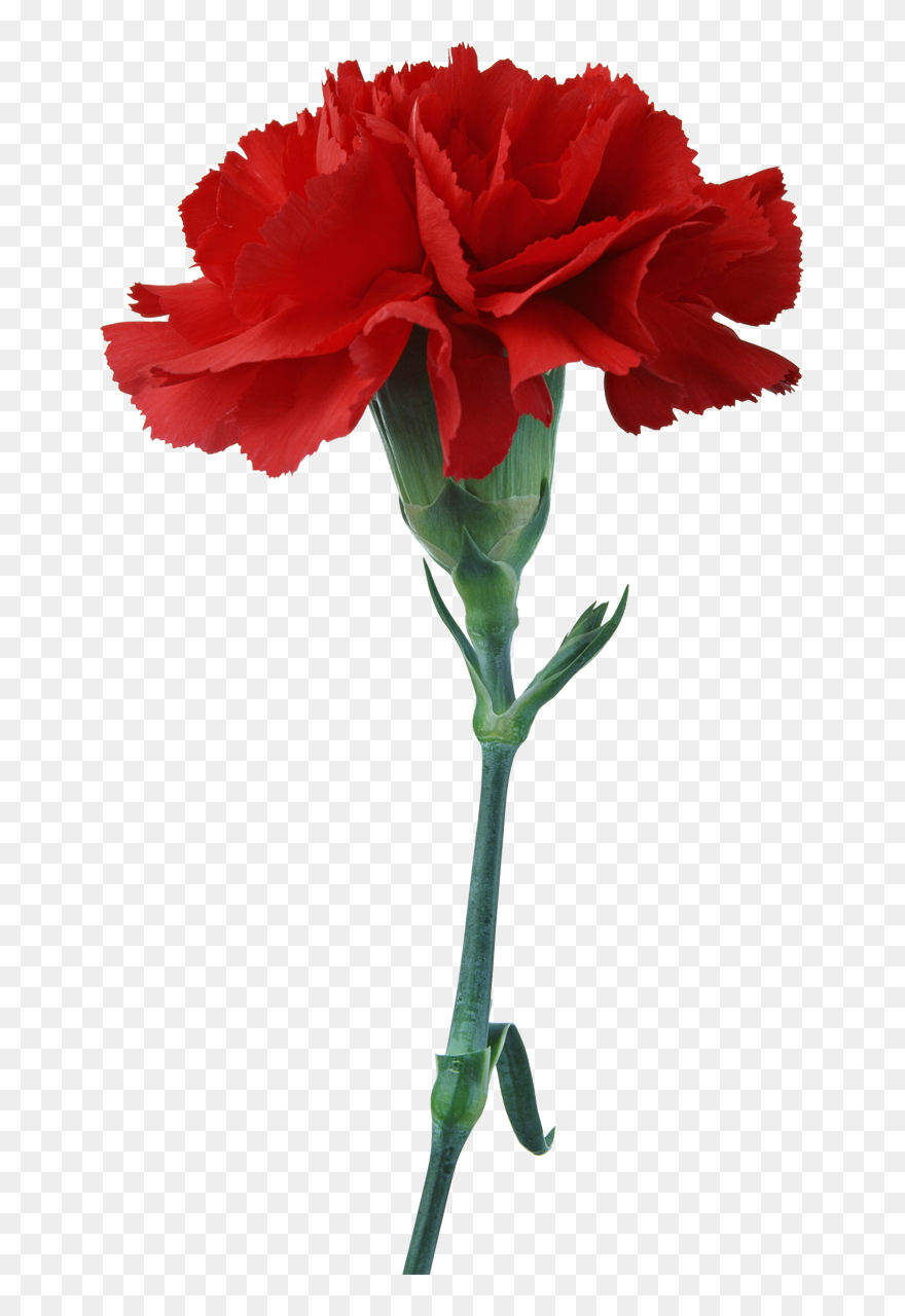 Free Download Red Carnation Clipart Carnation Flower - Png Download