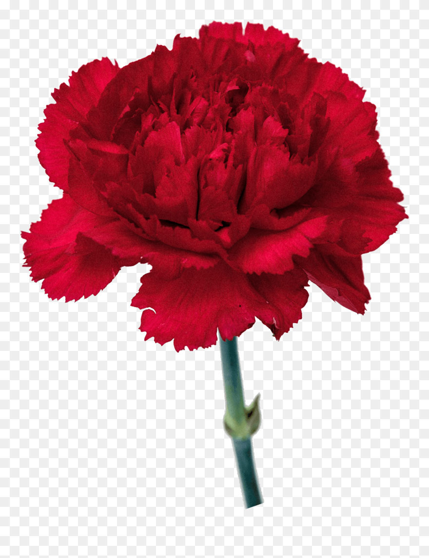 Carnation Flowers Png Free Images - Transparent Background Carnation Clipart