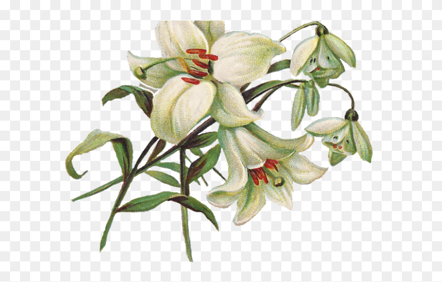 Vintage Flower Clipart Transparent Background - Easter Lily Png