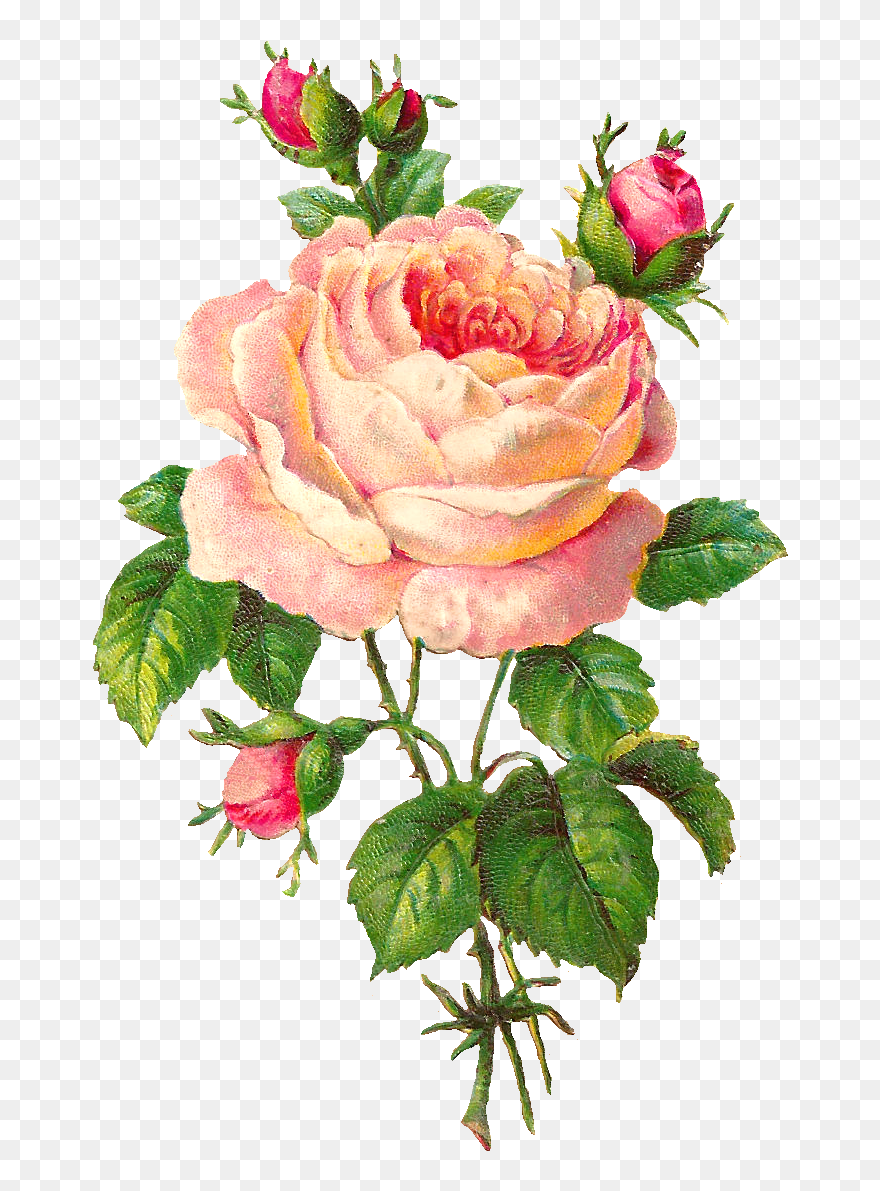 Beautiful Clipart Rose Flower - Png Download