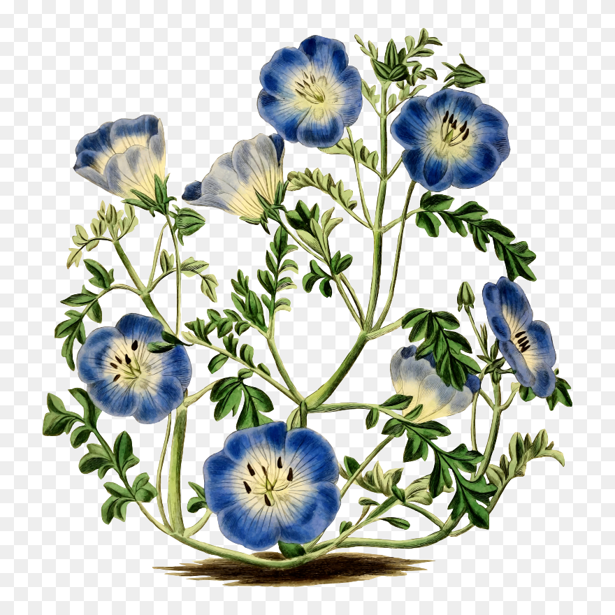 Transparent Vintage Botanical Clipart - Illustration - Png Download