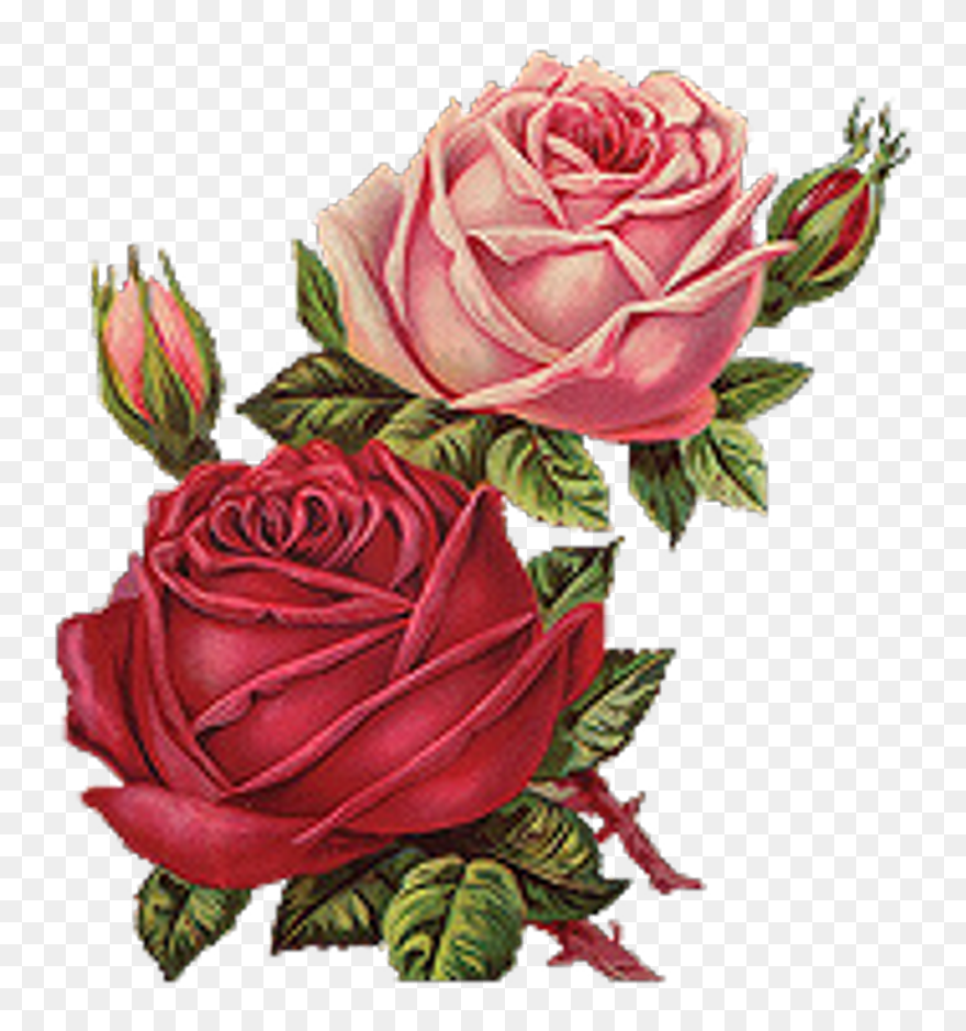 Red Roses Vintage Png Clipart , Png Download - Vintage Roses Png Transparent Png