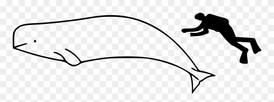 Orca Whale Compared To Human Clipart