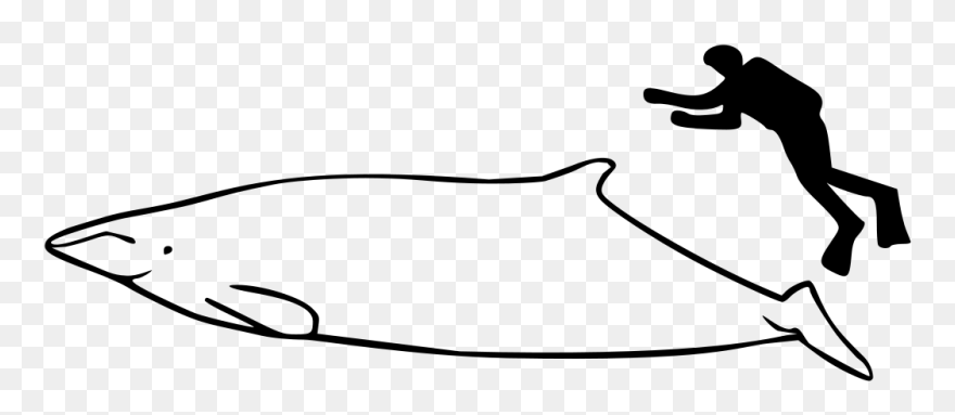 Whale Size Clipart