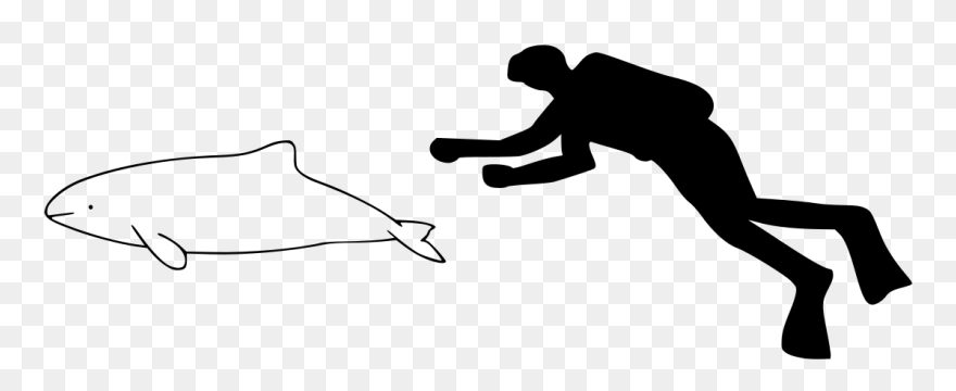 Amazon River Dolphin Size Comparison Clipart