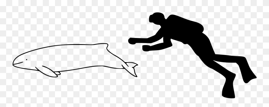 Pacific White Sided Dolphin Size Clipart
