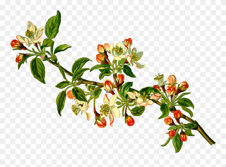 This Free Icons Png Design Of Apple Tree - Apple Tree Branch Png Clipart
