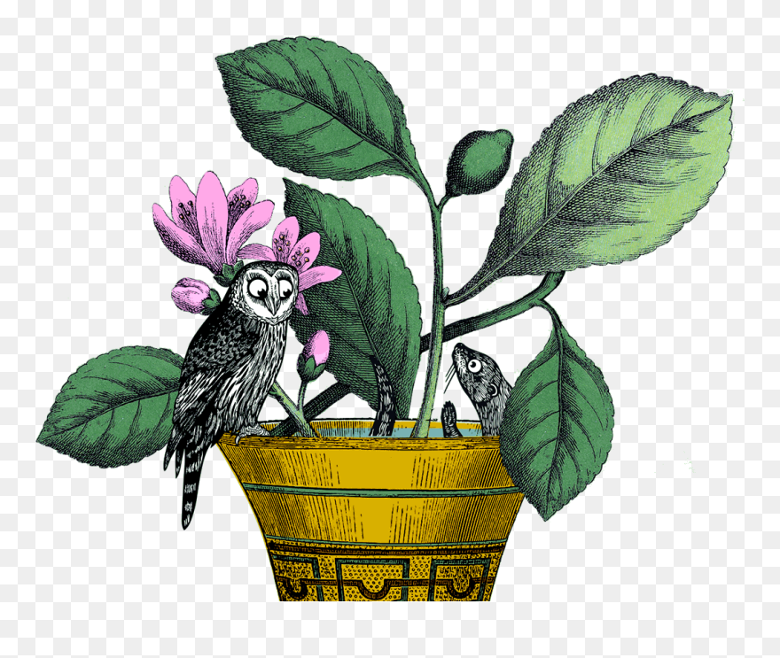 Https - //theowlandotter - Co - Uk/2019/wp Otter Home - Cockatoo Clipart