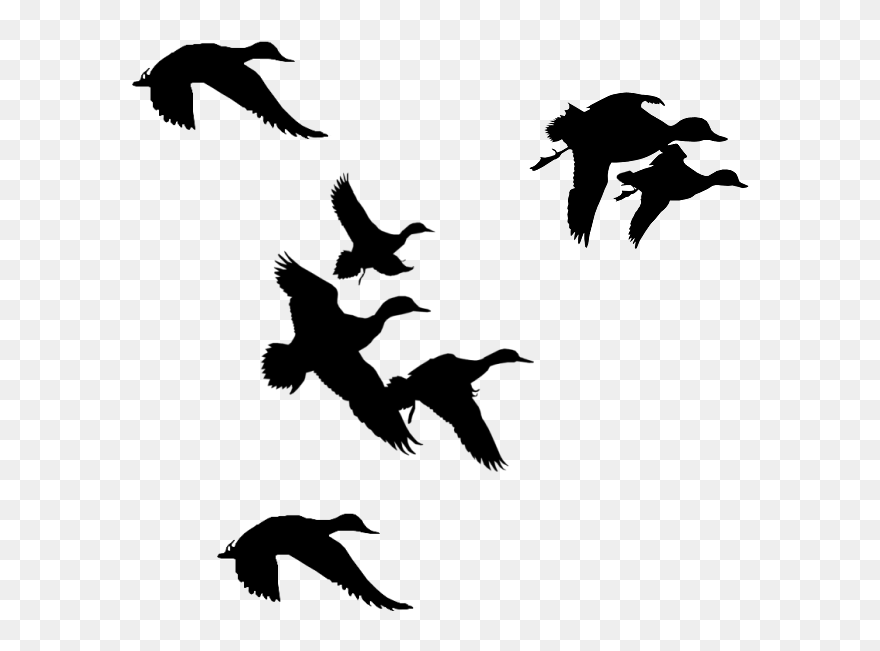 Hunting Silhouette Clip Art Clipart Free Download - Duck Flying Clipart - Png Download