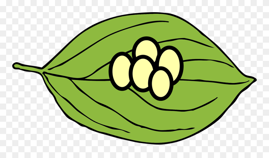 Leaf Clipart Egg, Leaf Egg Transparent Free For Download - Life Cycle Of Butterfly Clipart - Png Download