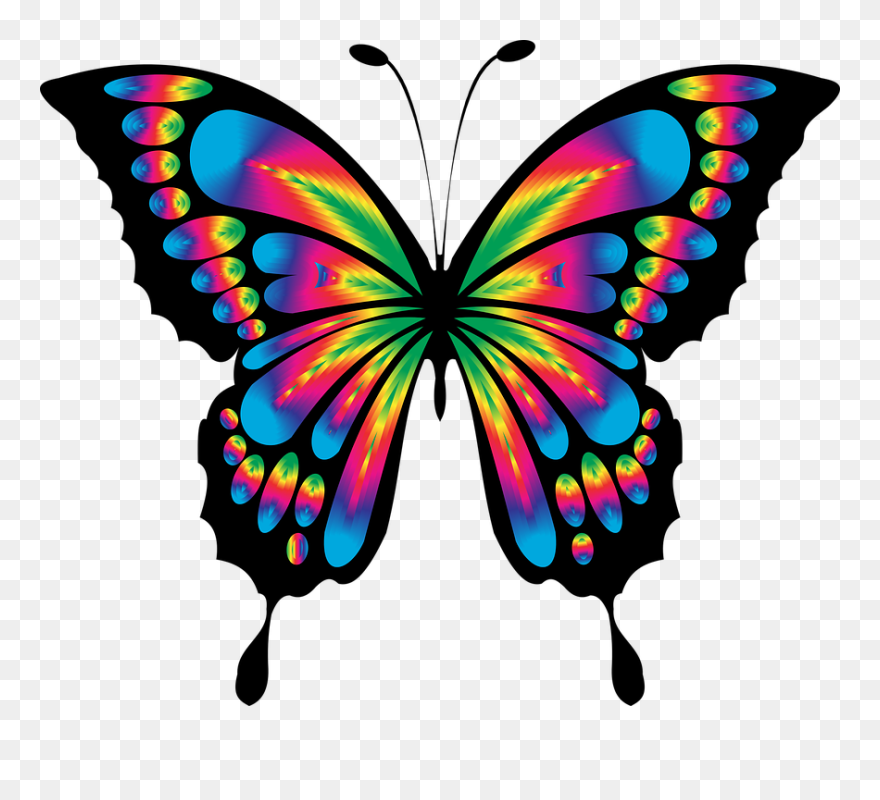 Colorful Butterfly Drawing Clipart