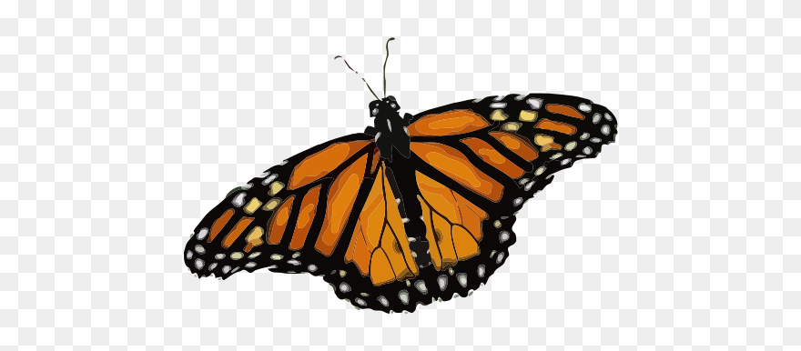 Danaus Plexippus - Borboleta Monarca Png Clipart