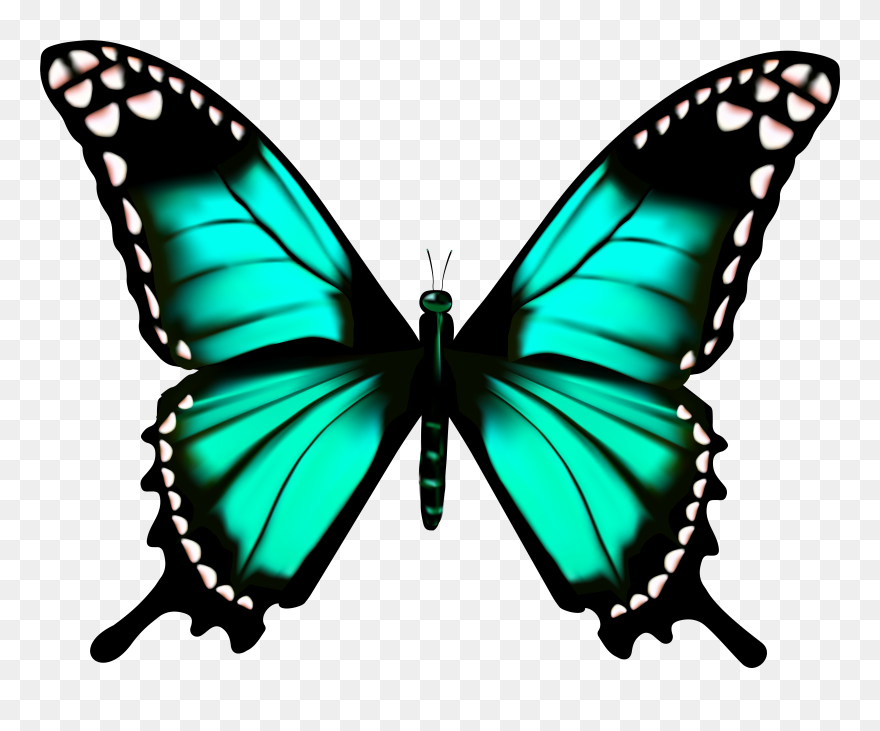 Animation Of A Butterfly Clipart