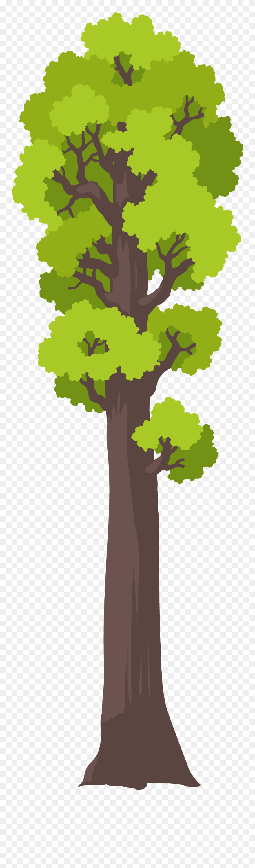 Oak Clipart