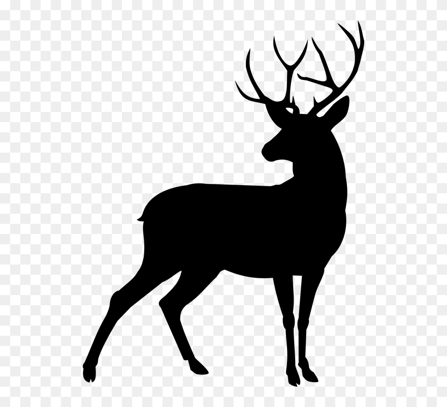 Animal, Deer, Plume - Deer Silhouette Clipart