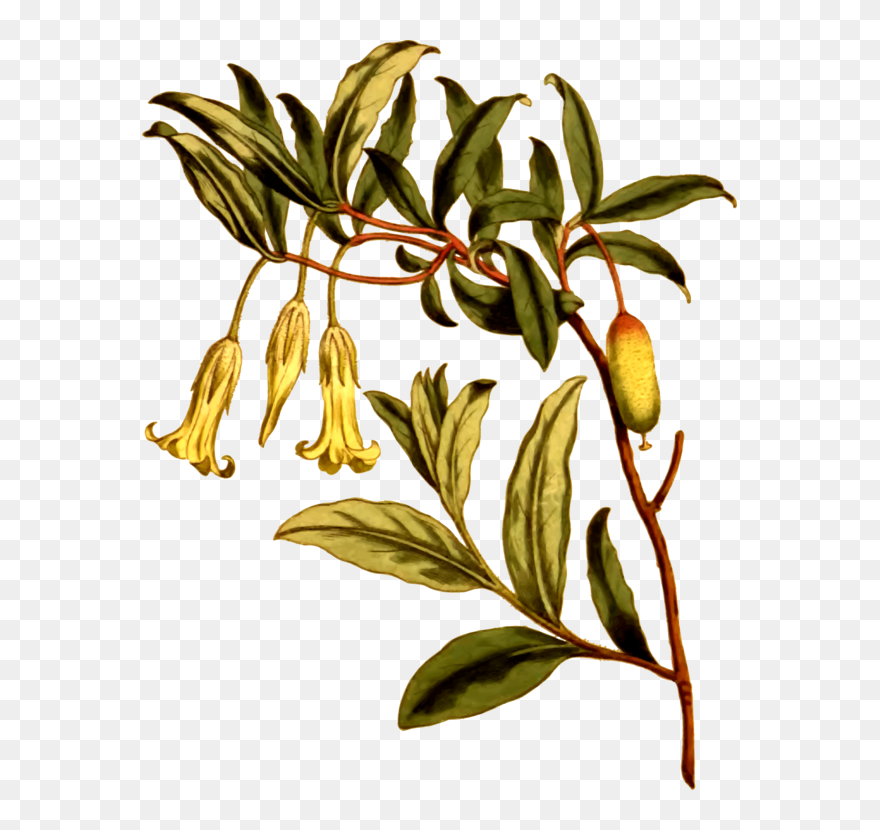 Plant,flora,leaf - Clip Art - Png Download