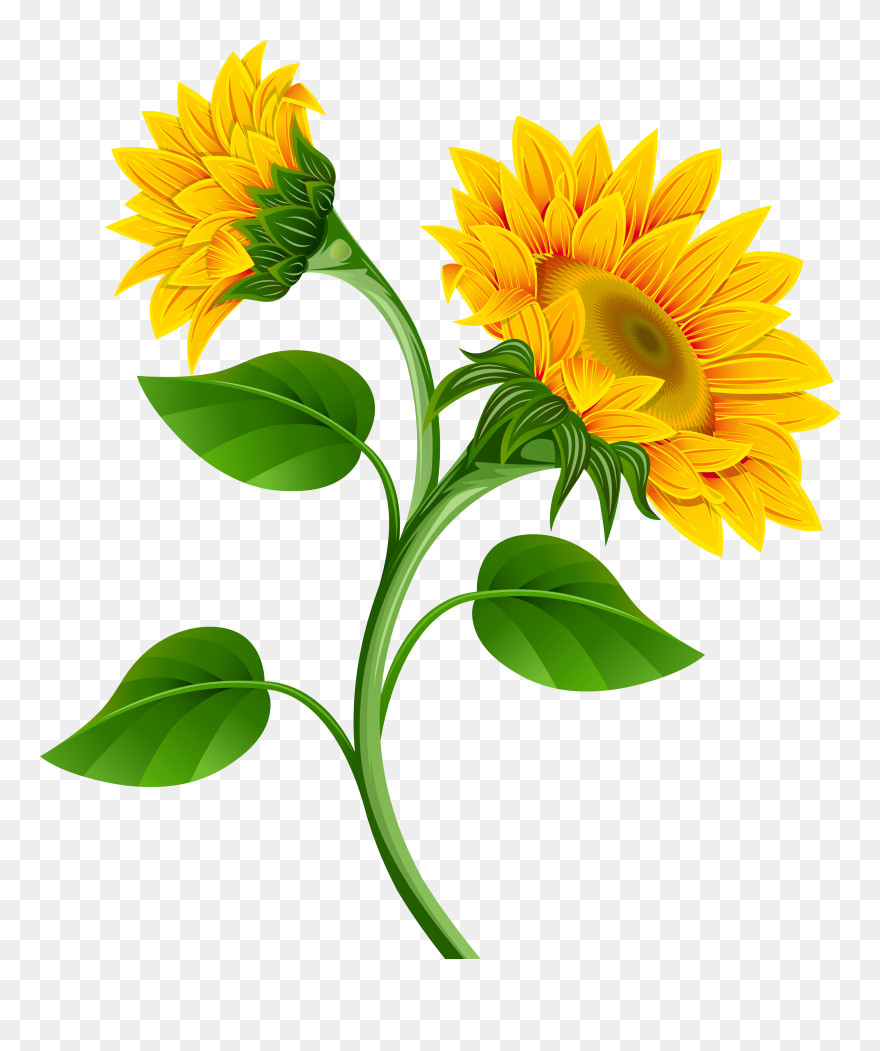 Common Sunflower Clip Art - Sunflower Flower Clip Art - Png Download