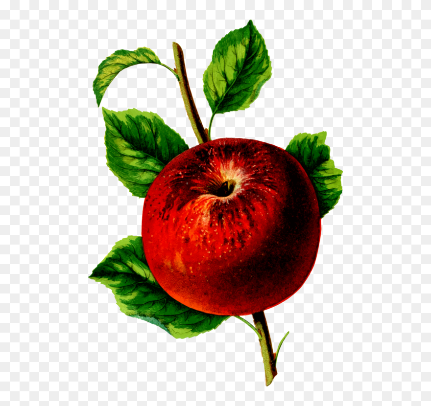 Plant,leaf,apple - Portable Network Graphics Clipart