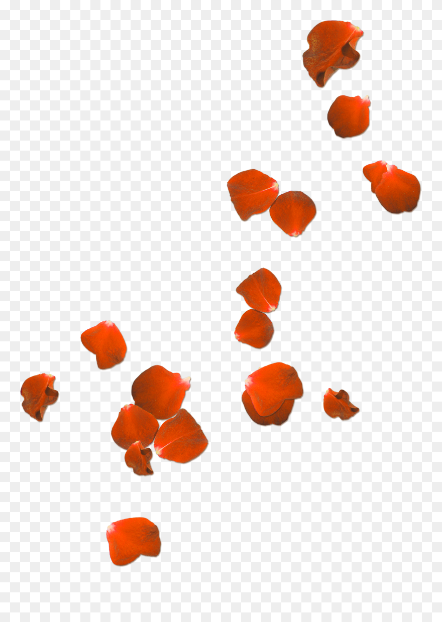 Flower Petal Art Png - Transparent Rose Petals Background Clipart
