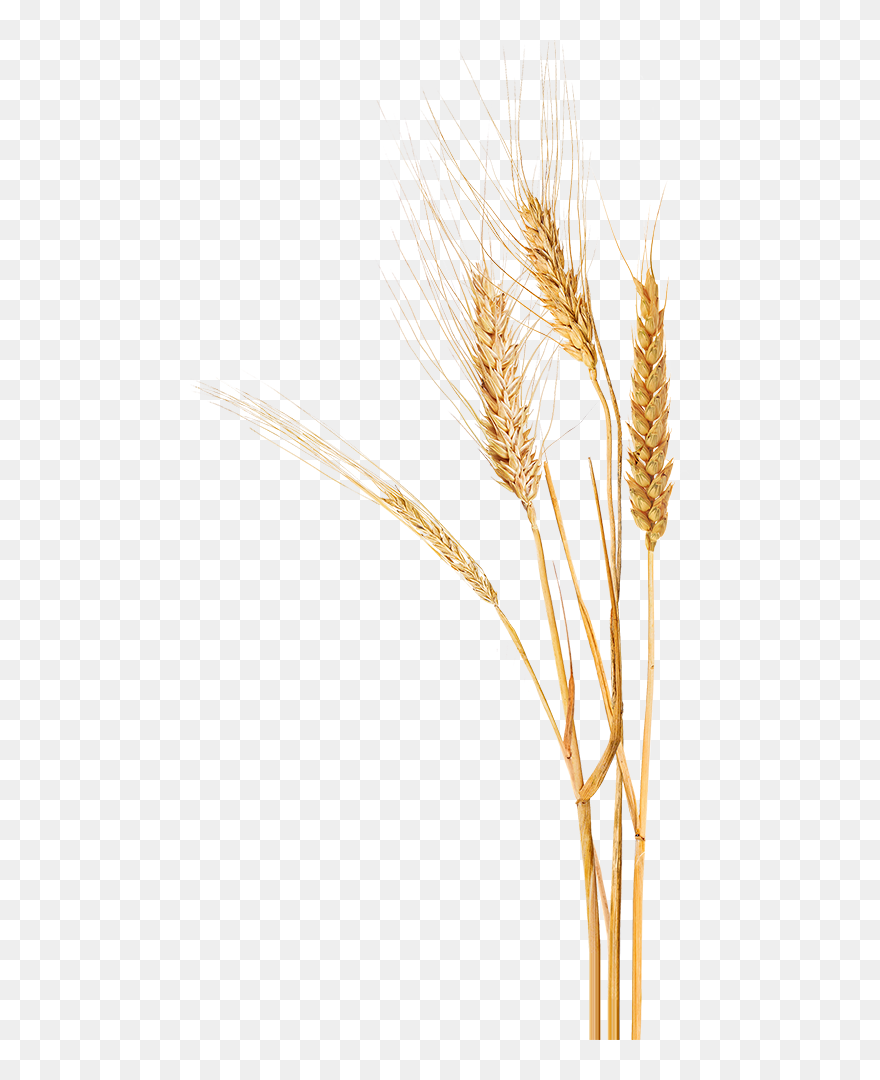 Wheat, Home Paine Schwartz Partners - Khorasan Wheat Clipart