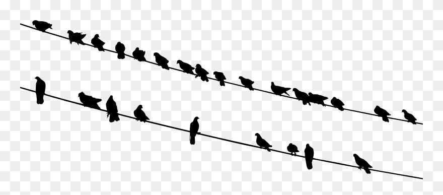 Birds On A Wire Black And White Clipart Graphic Transparent - Silhouette Bird Pictures Black And White - Png Download