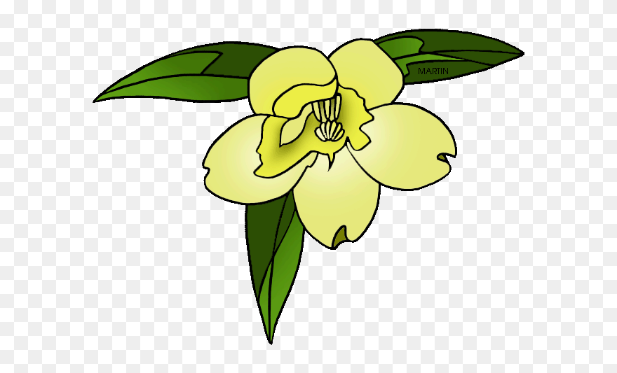 South Carolina State Flower - Yellow Jessamine Clip Art - Png Download