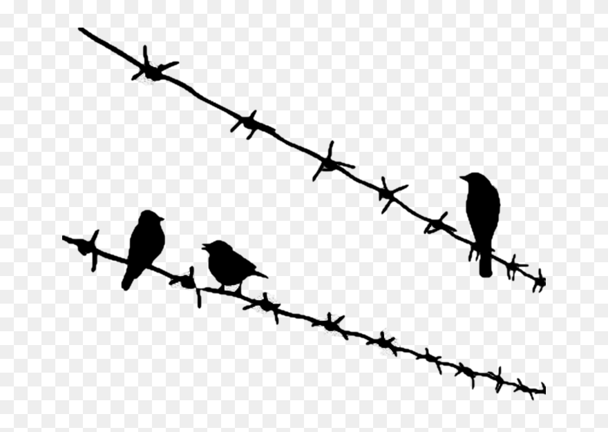 Bird Png Download - Birds Sitting On Wire Clipart