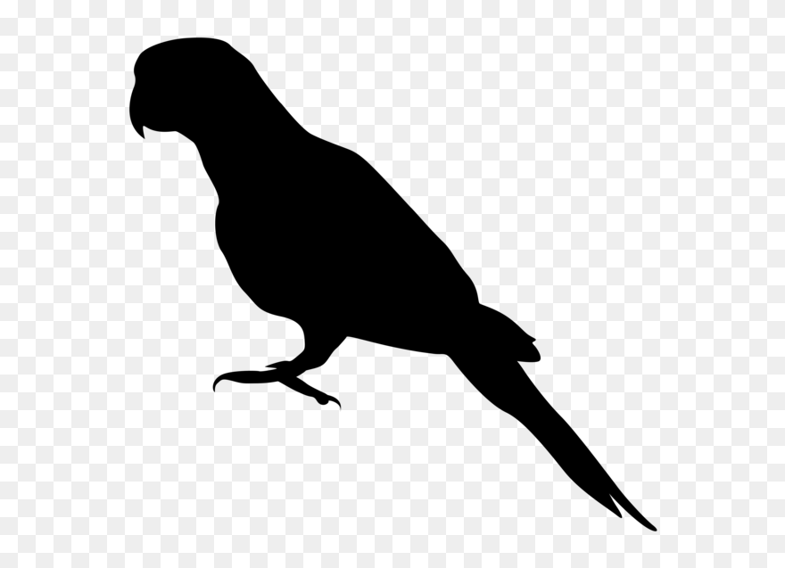 405 Species Of Birds - Parrot Silhouette Png Clipart