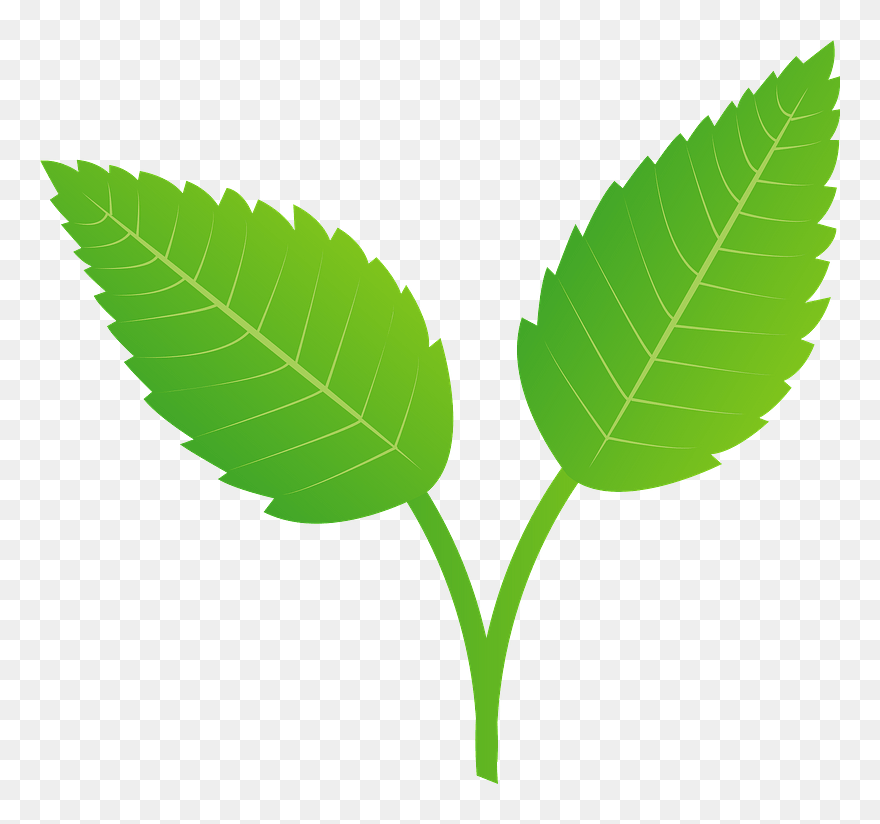 Mint Herb Clipart - ミント フリー 素材 イラスト - Png Download