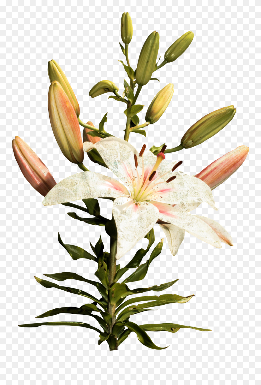 Long Flowers Png Clipart