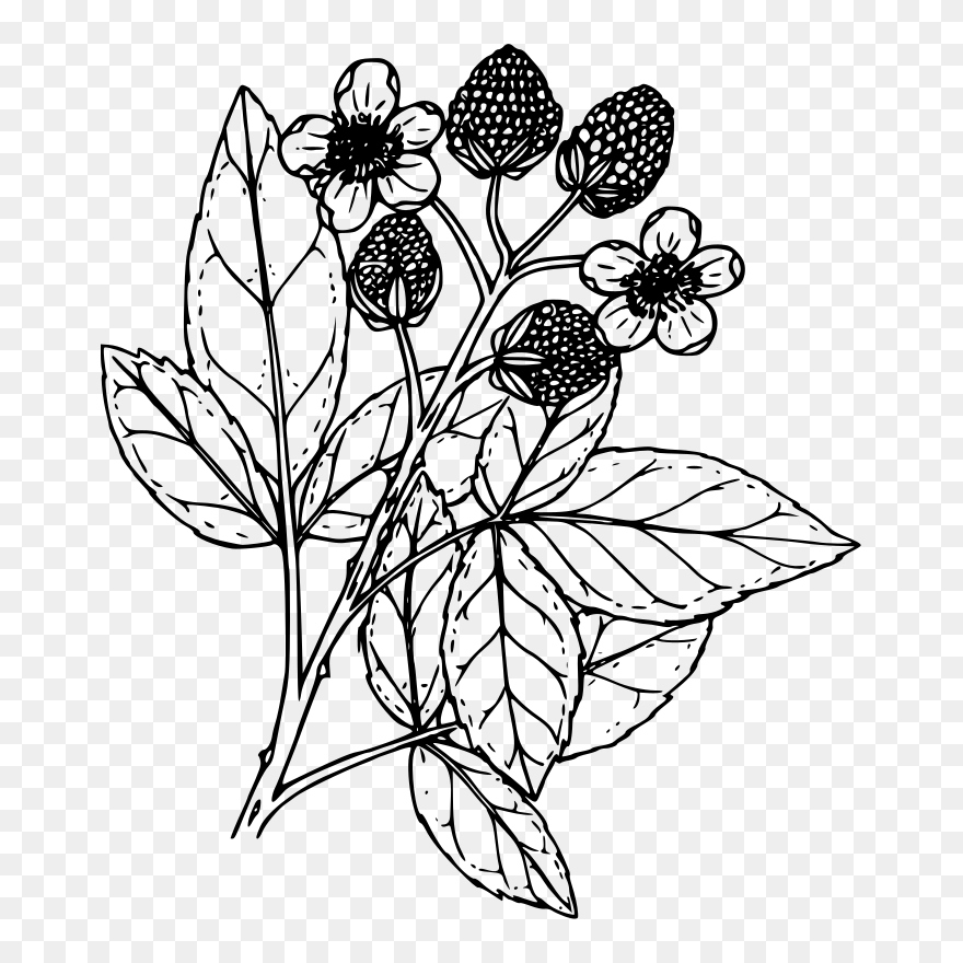 Transparent Raspberries Clipart - Blackberries Black And White - Png Download