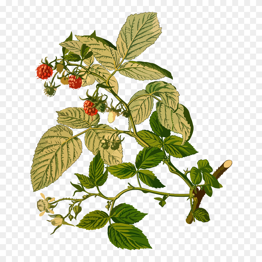 Raspberry - Rubus Idaeus Clipart