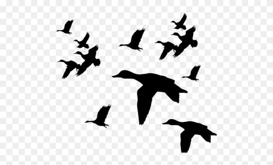 Ducks Flying Silhouette Png Clipart