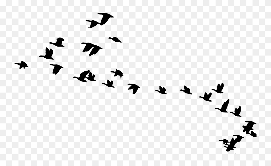 Bird Migration Goose Animal Migration Clip Art - Birds Flying Silhouette Png Transparent Png