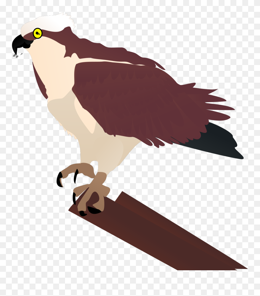 Vector Bird Vector Clipart Osprey - Png Download