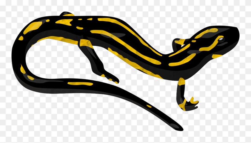 Download Salamander Png Transparent Image Clipart