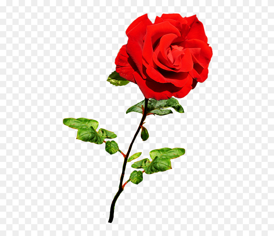 Valentine Red Rose On Stalk - Valentines Roses Png Clipart