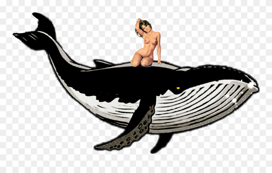 Gray Whale Clipart