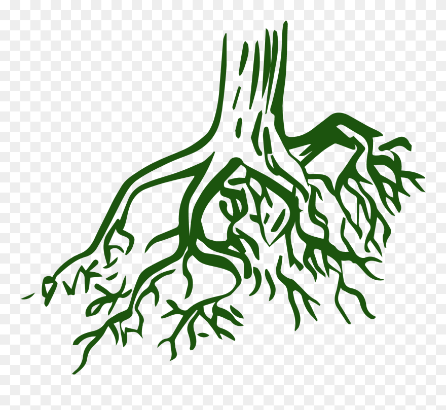 Transparent Tree Roots Clipart Coloring Pages For Roots Png Download 5392175 Pinclipart