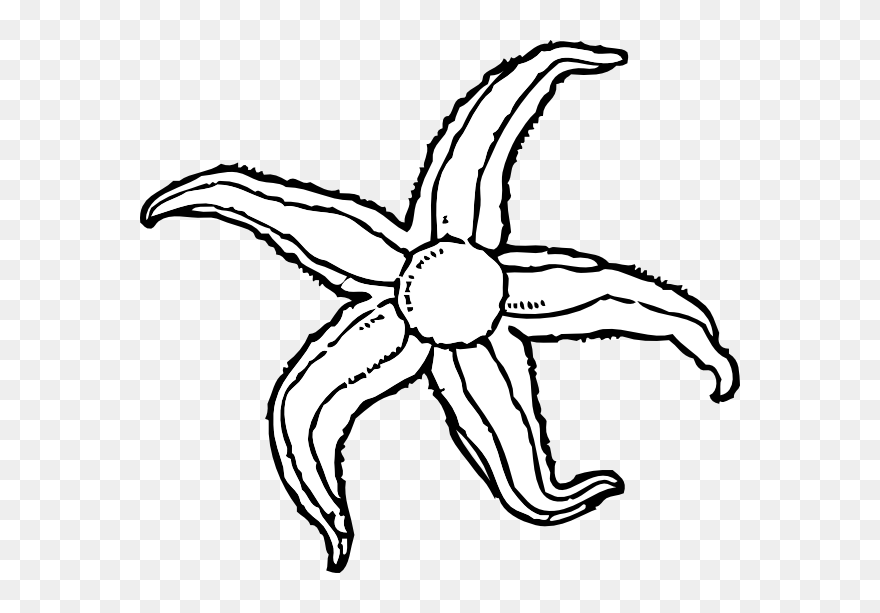 Sea Star Drawing Clipart Panda Banner Black And White - Water Animals Black And White Clipart - Png Download