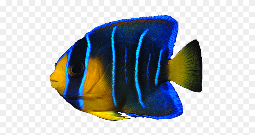 Sea Fish Png - Real Sea Fish Transparent Clipart