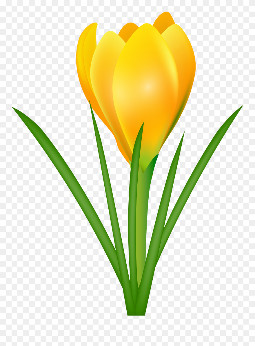 Yellow Crocus Transparent Png Clip Art Image - Crocuses Clipart