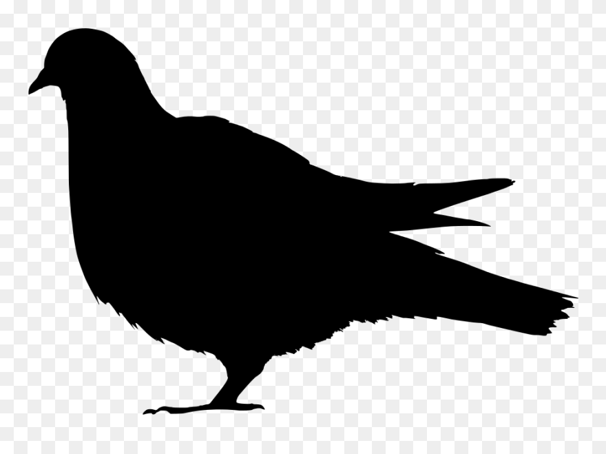 Domestic Columbidae Clip Art - Silhouette Of A Pigeon - Png Download