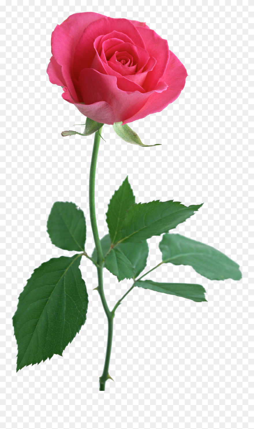 Pink Rose Stalk Transparent Clipart