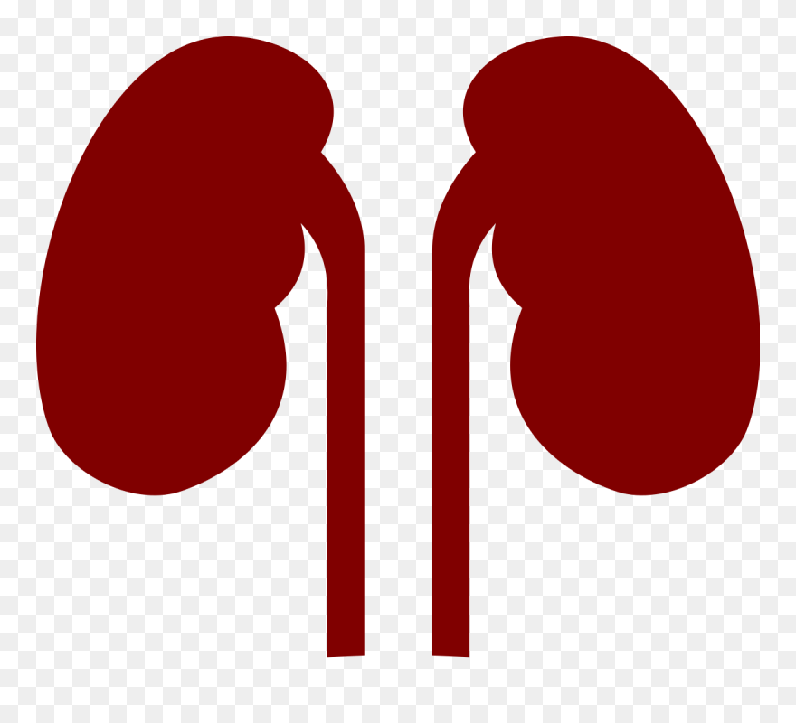 Transparent Kidneys Clipart - Png Download