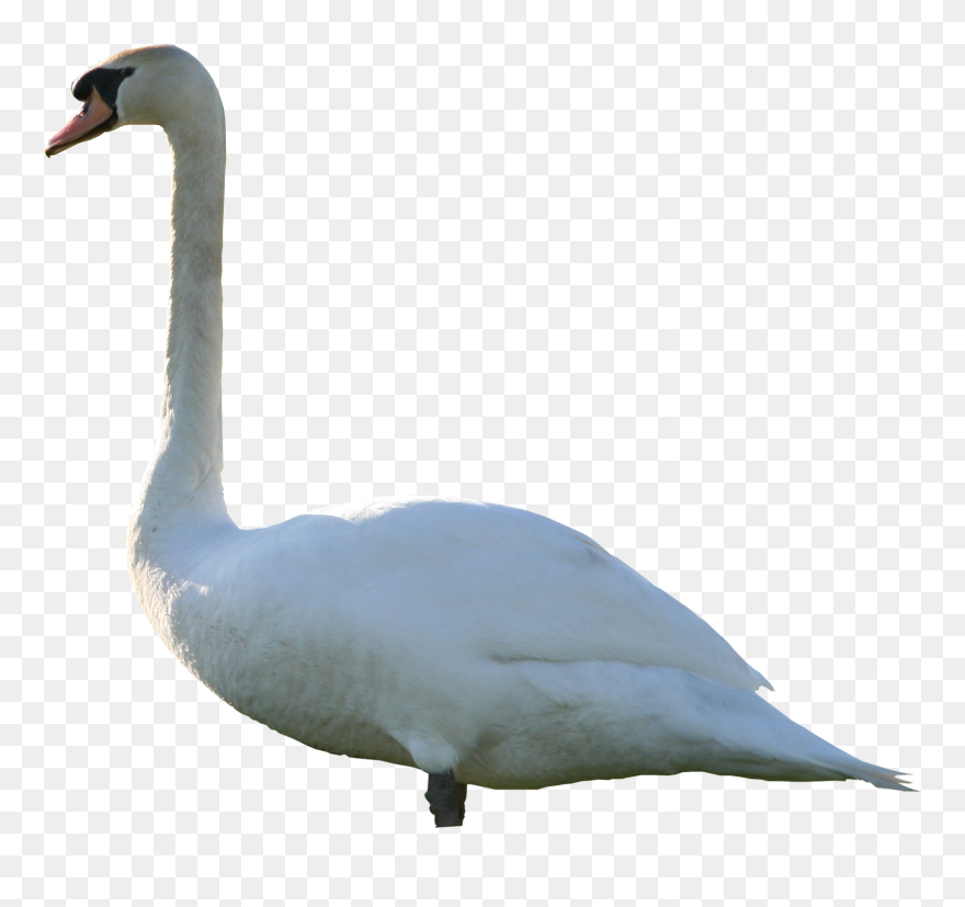 Download And Use Swan Icon Clipart - Mute Swan Png Transparent Png