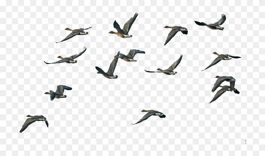 Fly Group Of Swan Goose Migration Flight Clipart - Flock Of Ducks Png Transparent Png
